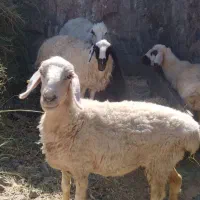 گوسفند زنده