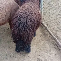 بره ماده
