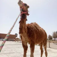 شتر حق پلواری