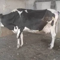 گاو هلشتاین