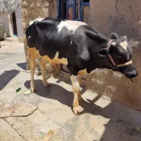 گوساله نر