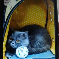 گربه اسکاتیش پرشین