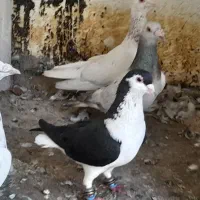 ۳عدد سار و ساده