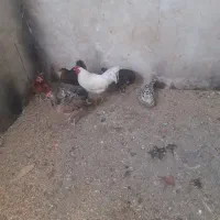 مرغ و خروس و جوجه