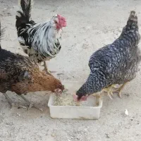 مرغ و خروس گلین تخمگذار