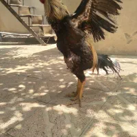 خروس لاری ۱۸ ماهه