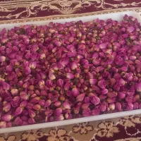 غنچه گل محمدی