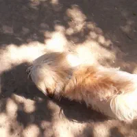 سگ پاکوتاه