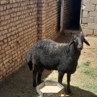 گوسفند