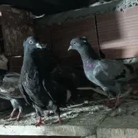 4عددجوجه طوقی کاکولی