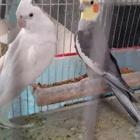 یک جفت عروس هلندی