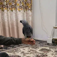 طوطی کاسکو اعجوبه