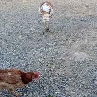 بوقلمون جفت
