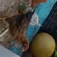 مرغ گمشده