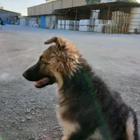 سگ ژرمن درشت
