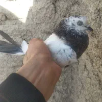 کبوتر|پرنده|صفادشت, |دیوار