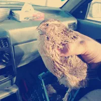 بلدرچین تخمگذار