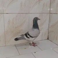 اهواز