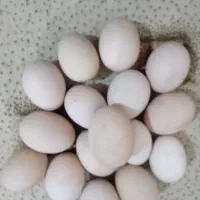 تخم مرغ محلی