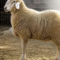 عرضه دام بهداشتی  با 25 درصد تخفیف ویژه