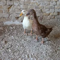 اردک