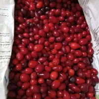 زغال اخته اعلاء طارم