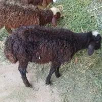 بره میش بز بزغاله
