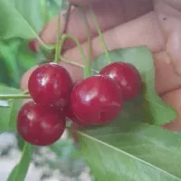 آلبالو تازه