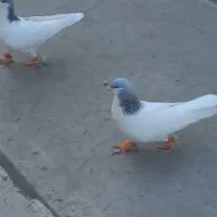 کبوترا بشرط پرش و تخم