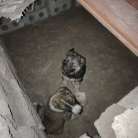 جفت توله نر هستن واکسن خورده و شناسنامه دار