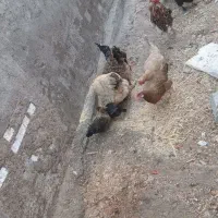 مرغ و خروس