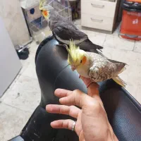 عروس هلندی مولد