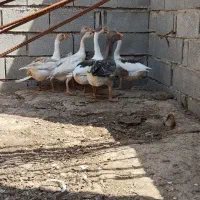 غاز ۴ ماهه