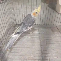 عروس هلندی نر
