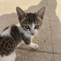 واگذاری رایگان بچه گربه