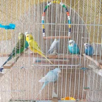 فروش