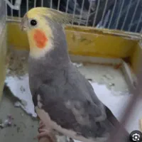 عروس هلندی وکبوتر