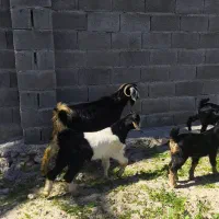 بز داشتی|حیوانات مزرعه|بهبهان, |دیوار