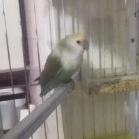 طوطی برزیلی ماده