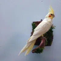 مجسمه