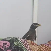 جوجه مینا نر