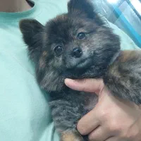 آرایش و شست‌شوی سگ و گربه