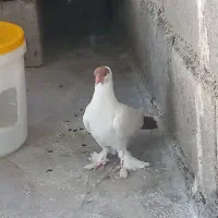 جفت کله دمبی