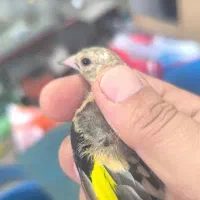 چهار عدد جوجه سیره نر تضمینی