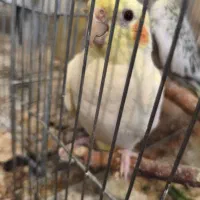 عروس هلندی لوتینو نر