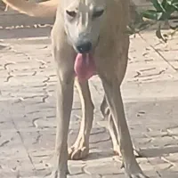 سگ ماده سراب