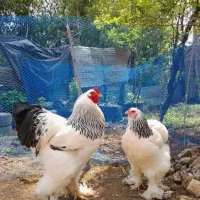 تخم مرغ برهما اصل هیکلی