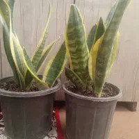 گل سانسوریا کرواتی ابلغ