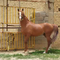 اسب نریون