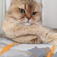 اسکاتیش گلد ny11